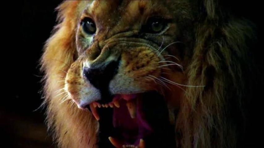 Zoo-stagione-1-recensione-testa